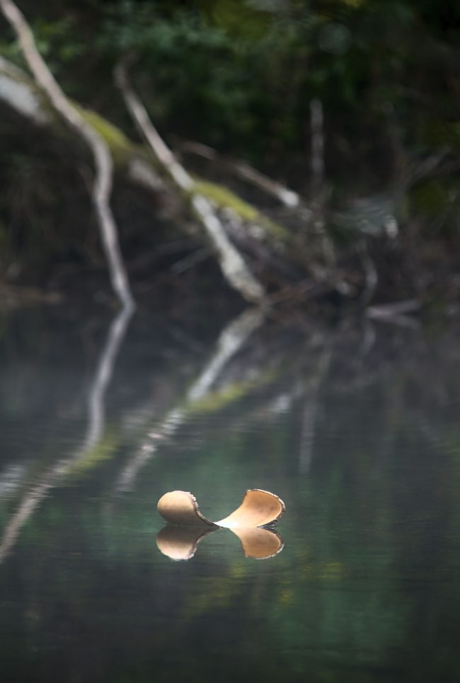 Zen_Baumhasel_floating_woods